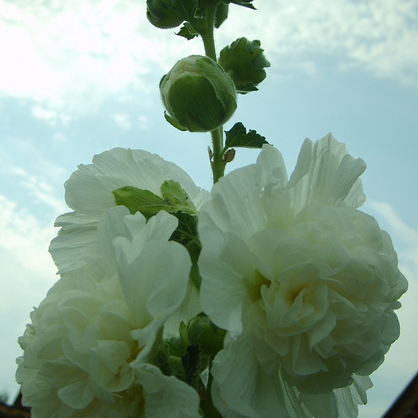 Шток-роза Белая фото 4 