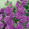 Шток-роза Виолет фото 1 